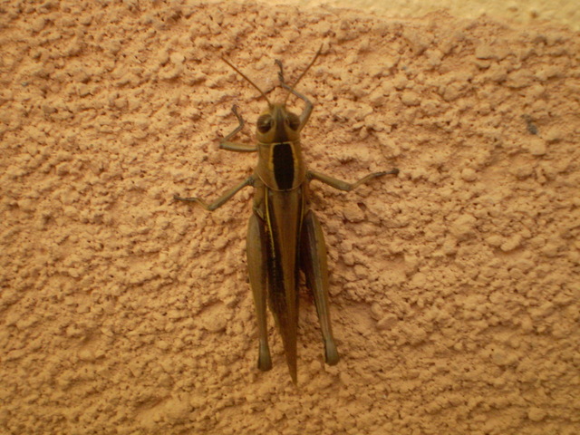Eyprepocnemis plorans (Acrididae)
